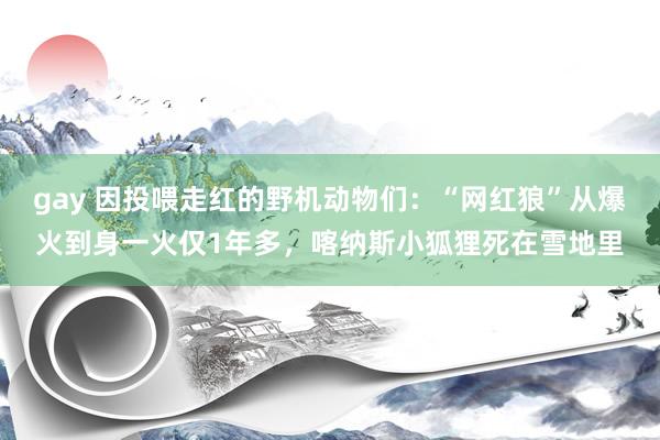 gay 因投喂走红的野机动物们：“网红狼”从爆火到身一火仅1年多，喀纳斯小狐狸死在雪地里